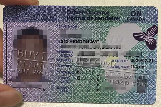 Ontario Driving License replica